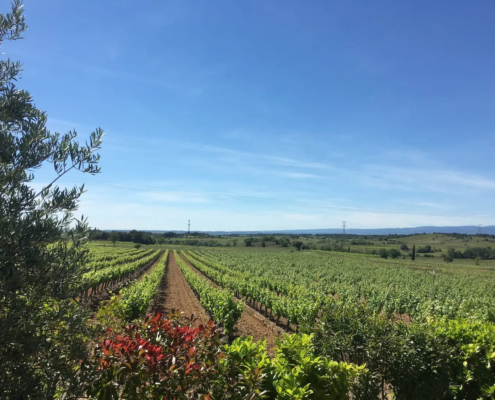 Syrah uitzicht wijngaarden
